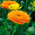Calendula-officinalis-Pot-Marigold