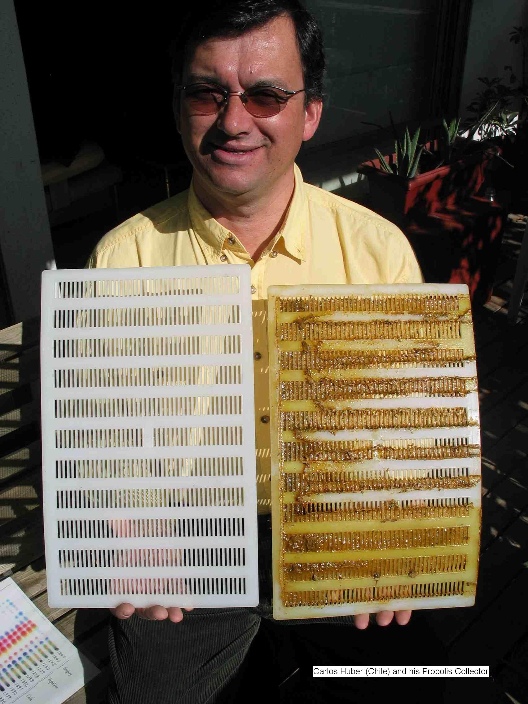 Carlos and his Chilean propolis collector